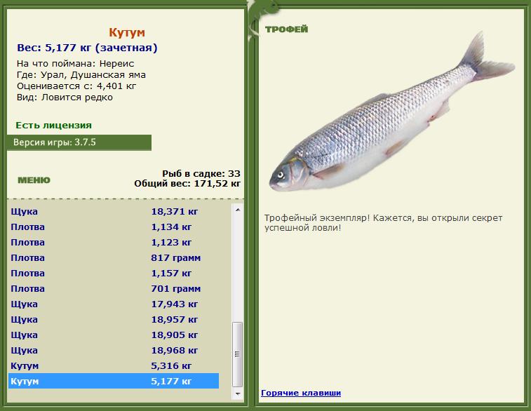 Густера 