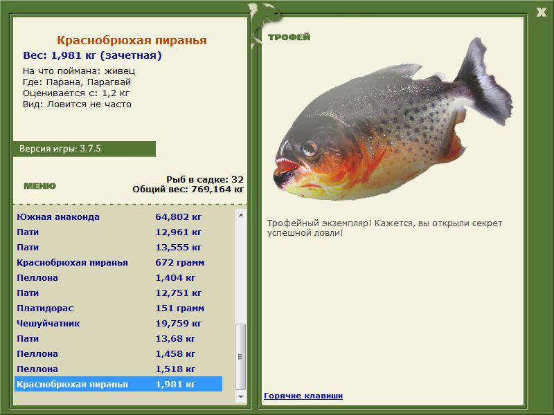 Краснобрюхая пиранья 