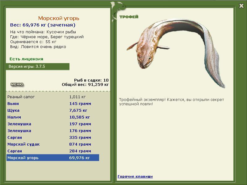 Морской угорь 