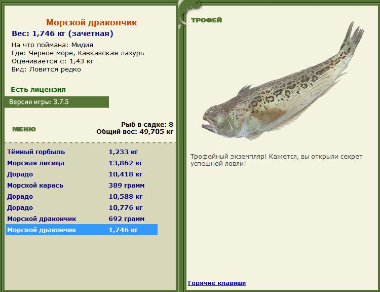 Морской дракончик 