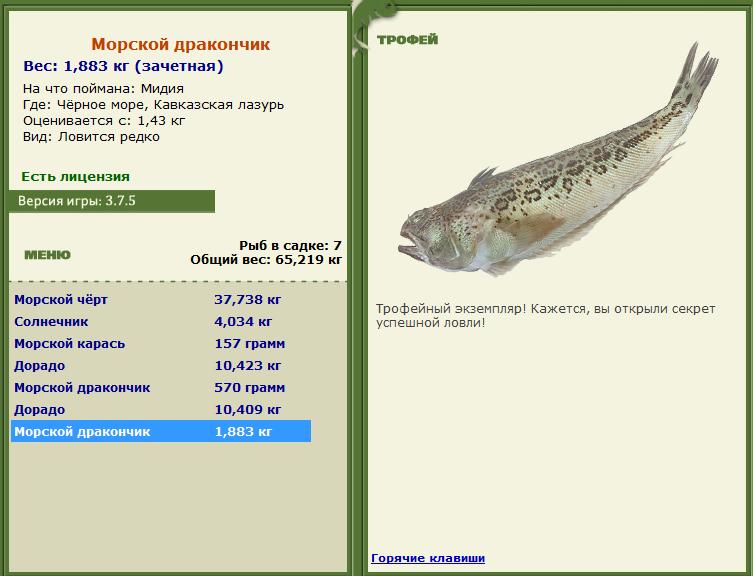 Морской дракончик 