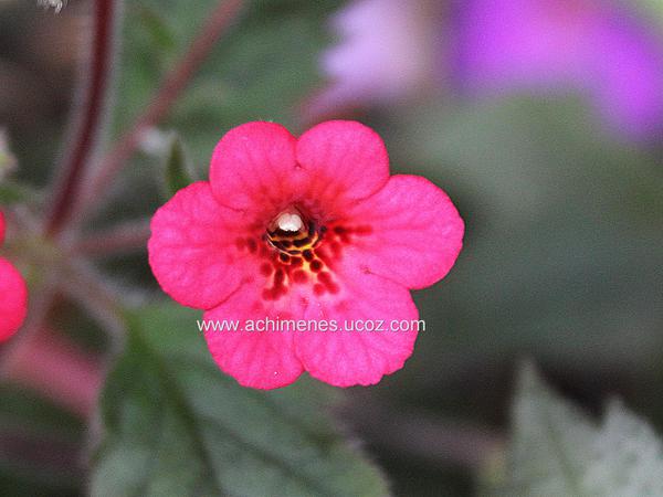 Achimenes erecta