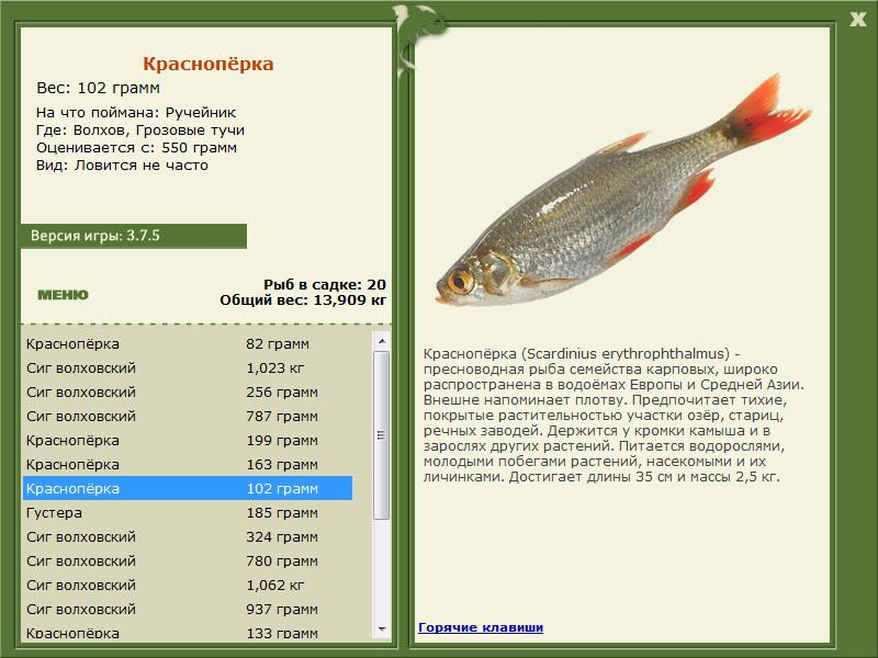 турниры • РУССКАЯ РЫБАЛКА