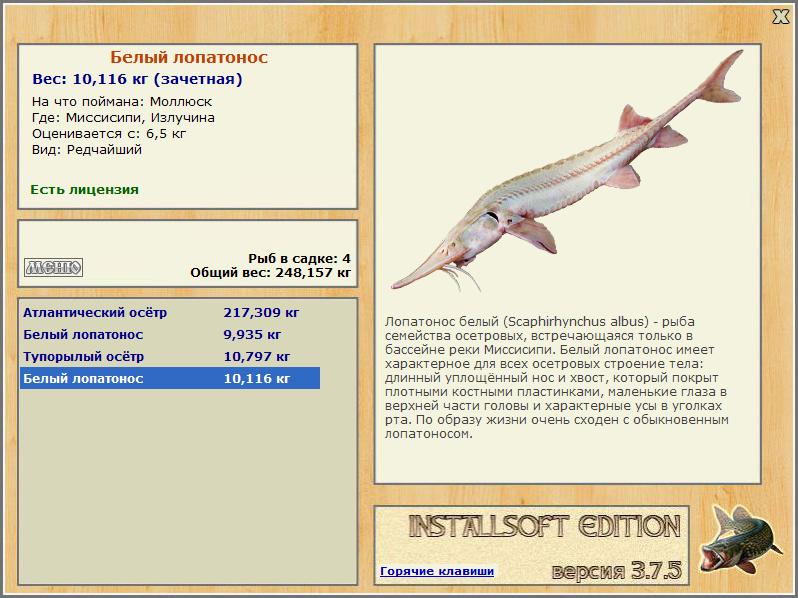 Shovelnose Sturgeon