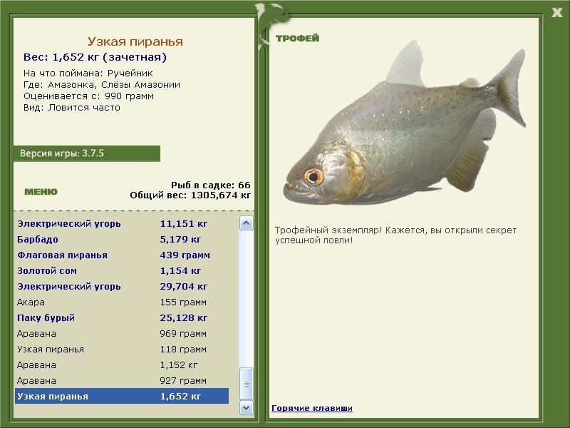 Узкая пиранья 