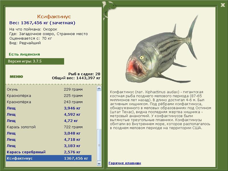 Ксифактинус 