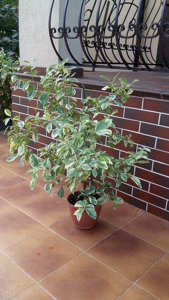 Коробейники 