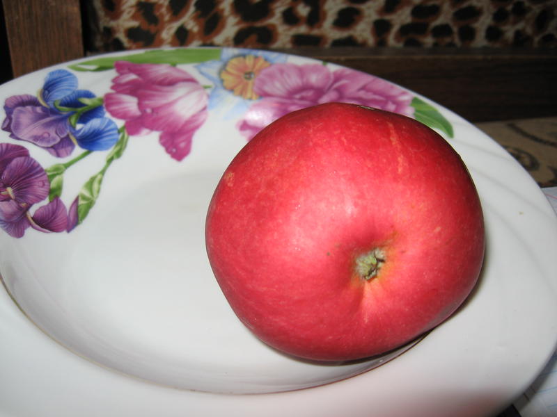 Яблоня. Агротехника, обсуждения, советы, фото