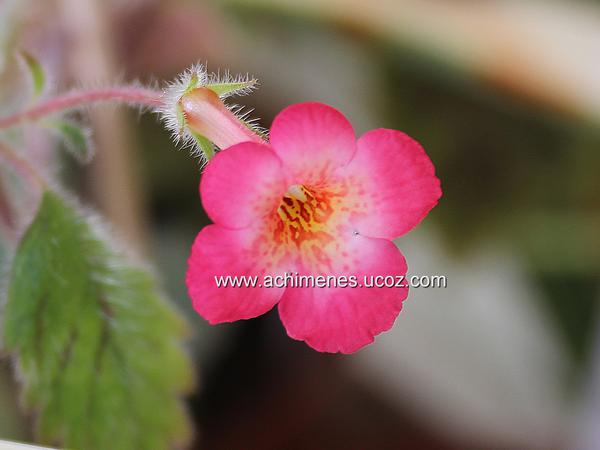 Achimenes erecta