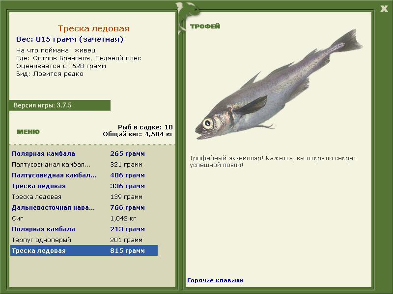 Треска ледовая 