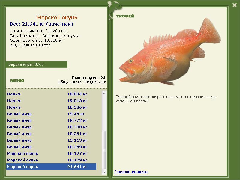 Морской окунь 