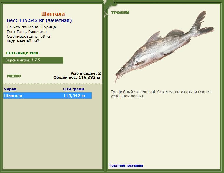 Курица 
