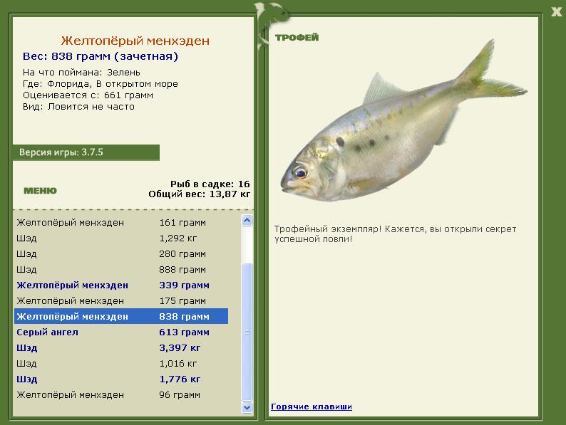 Желтопёрый менхэден 
