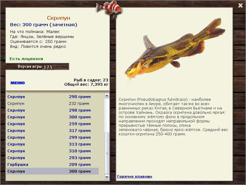 Файл:Tachysurus fulvidraco from the Lake Khanka.jpg - Википедия