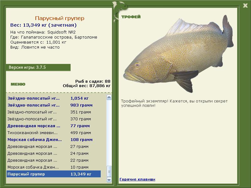 Парусный групер 