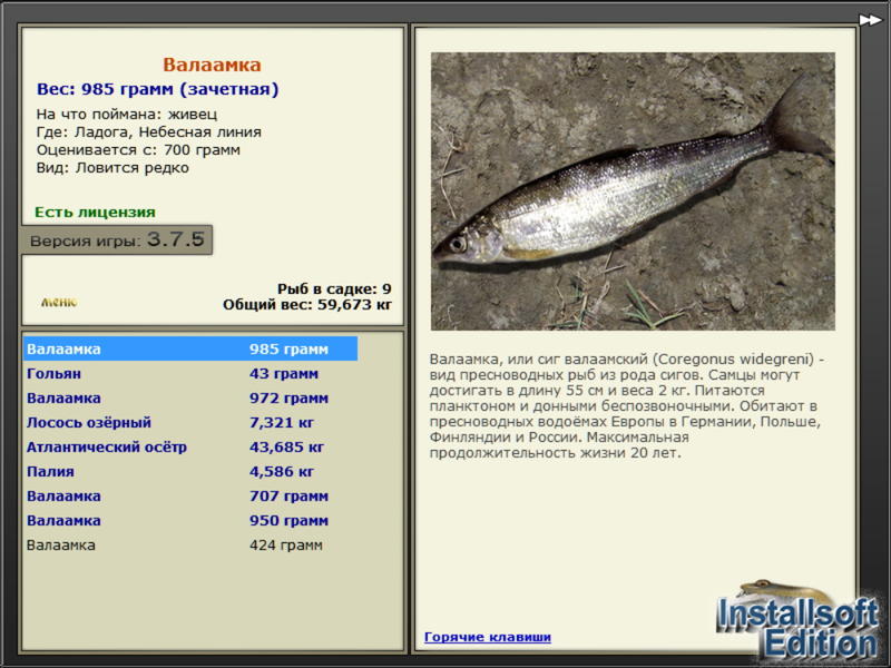 Небесная линия 