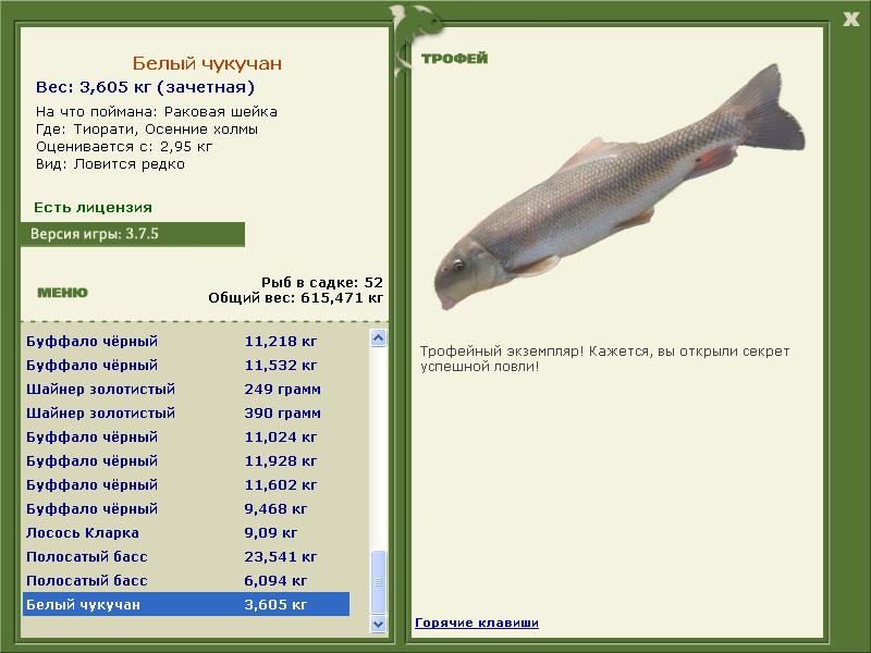 Белый чукучан 