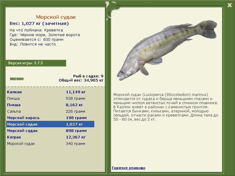 Золотые ворота 