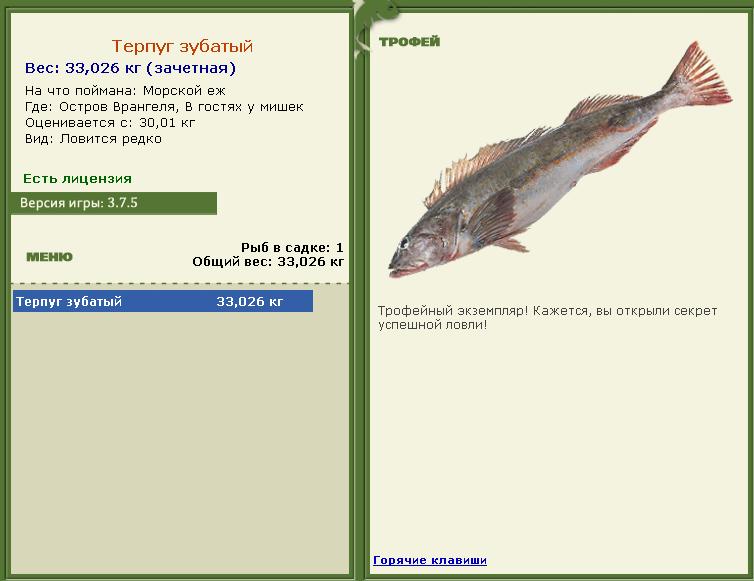 Морской ёж 