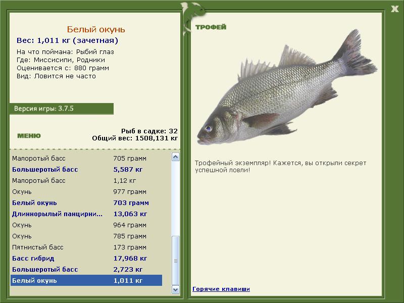 Белый окунь 