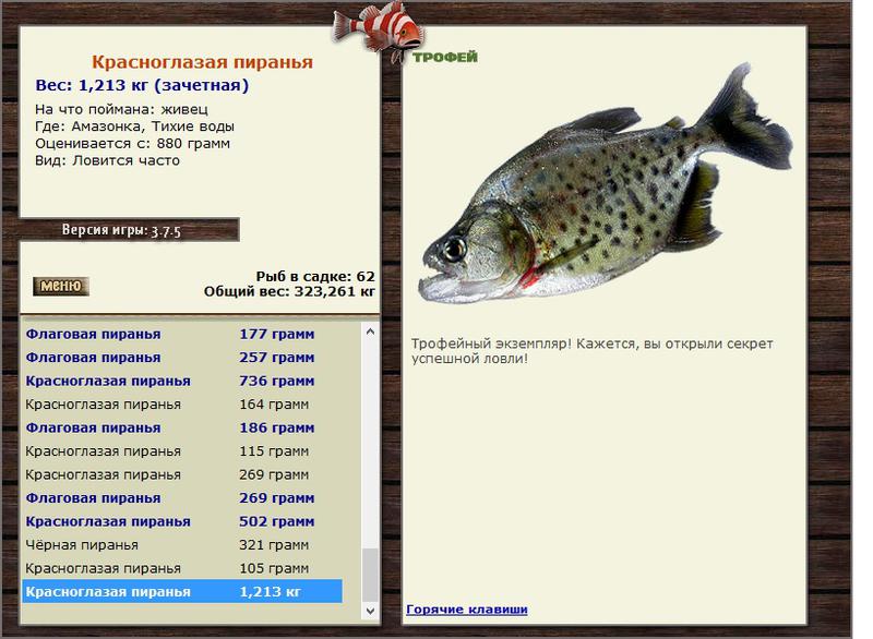 Краснобрюхая пиранья 