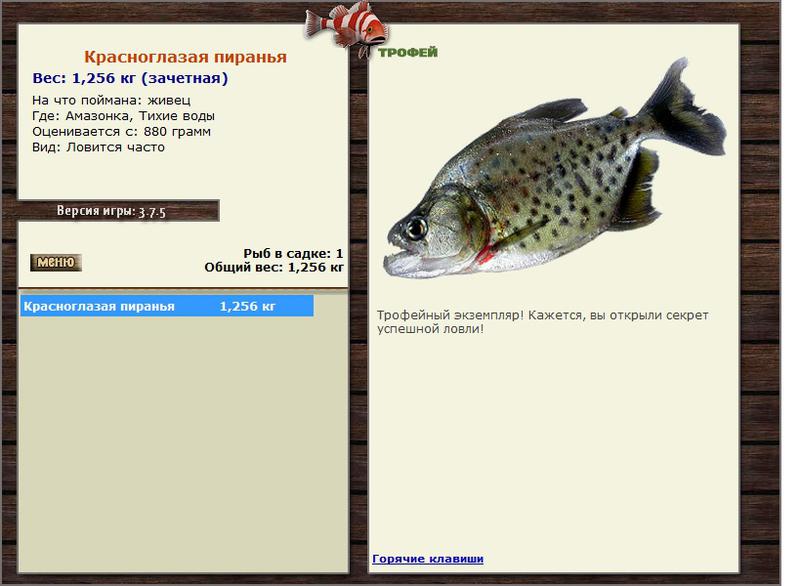 Краснобрюхая пиранья 