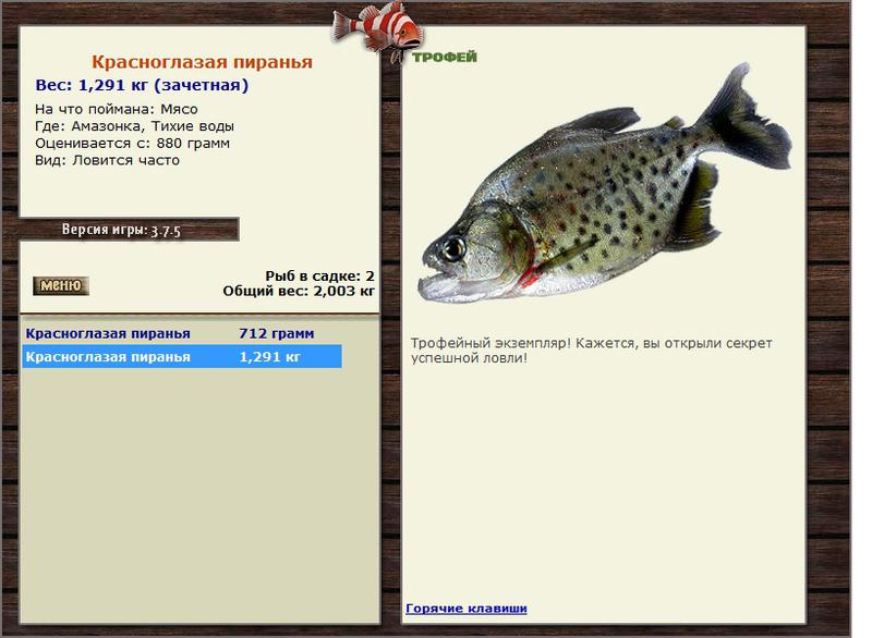 Краснобрюхая пиранья 