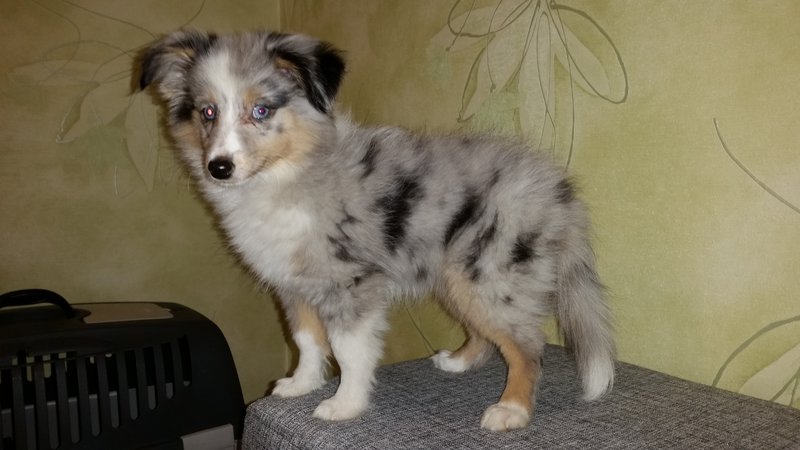  Наши любимые кошки