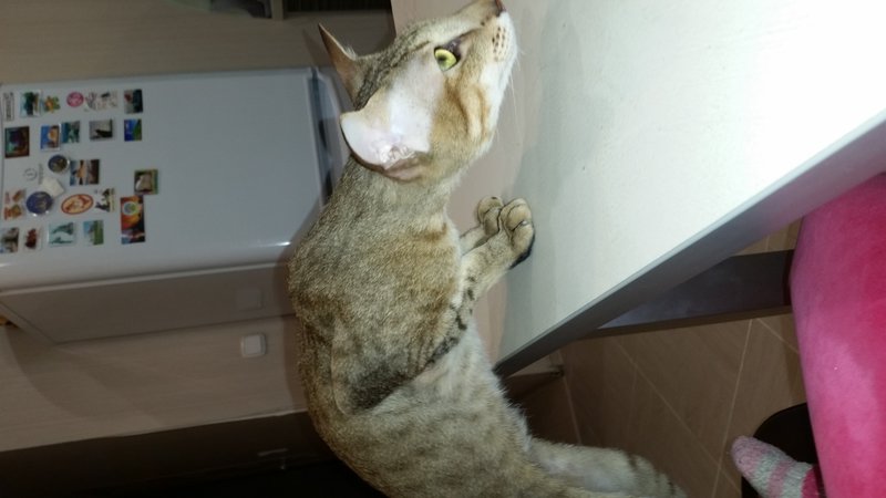  Наши любимые кошки