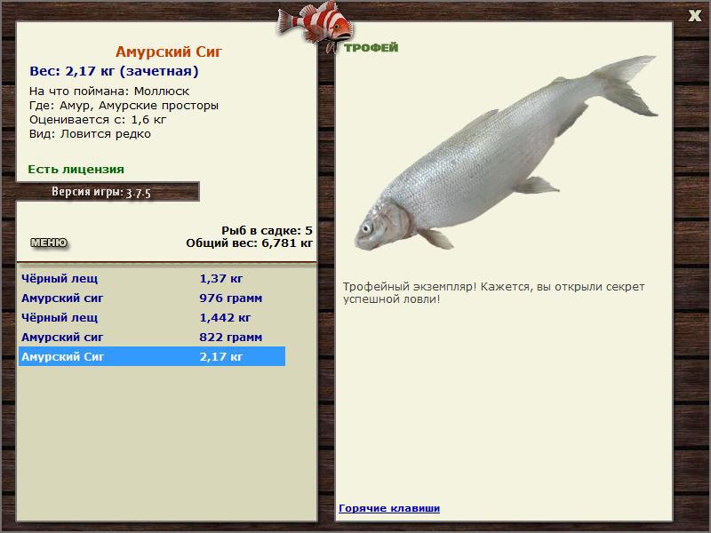 Амурский сиг 