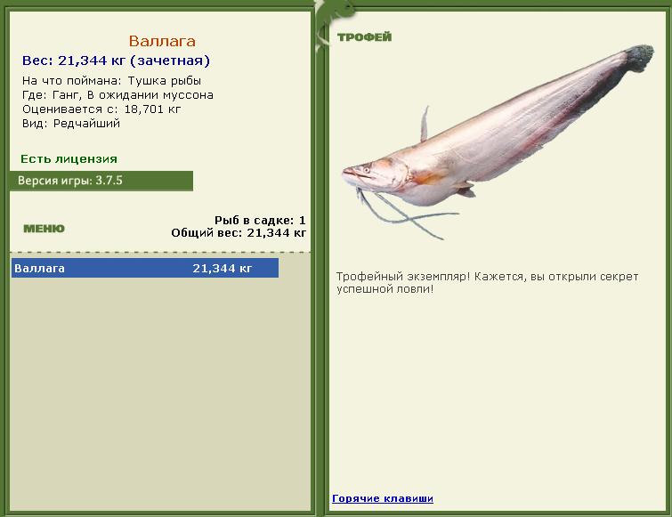 Тушка рыбы 