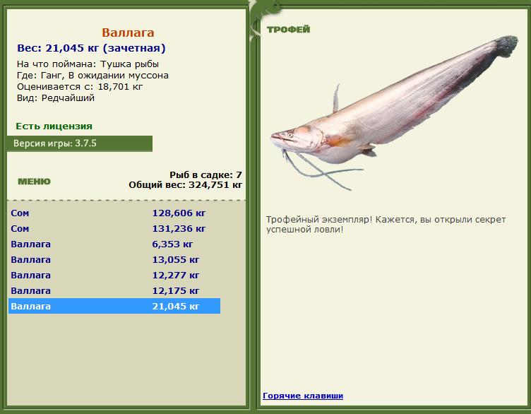 Тушка рыбы 