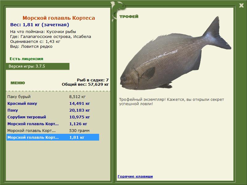 Морской голавль Кортеса 