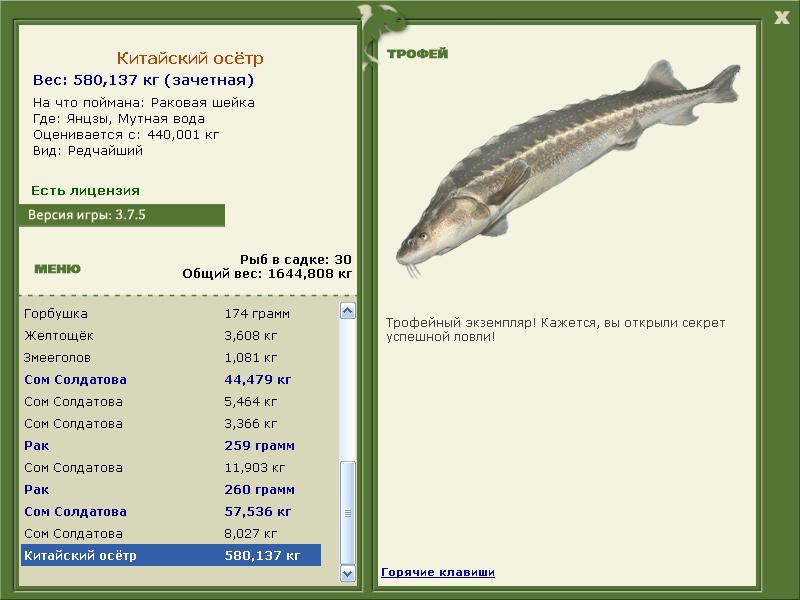 Китайский осётр 