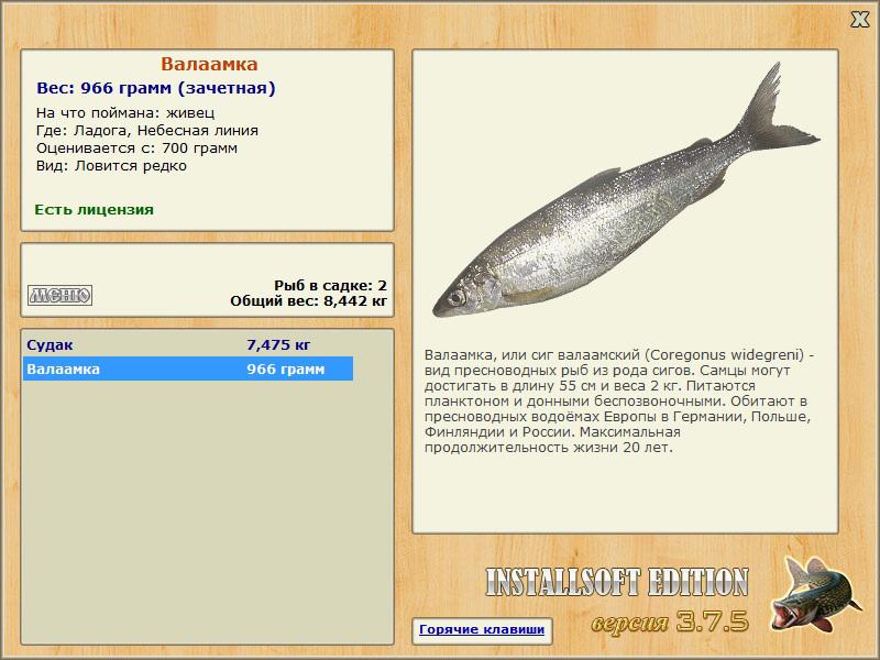 Небесная линия 