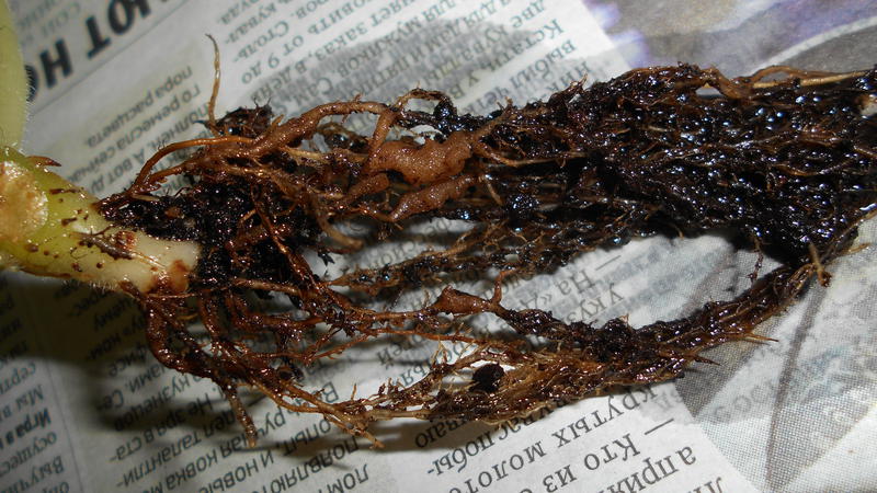 Nematoda Na Senpolii Stranica 3 Forum Cvetovodov Frau Flora