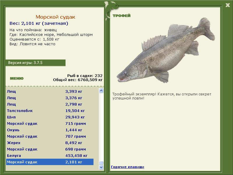 Морской судак 