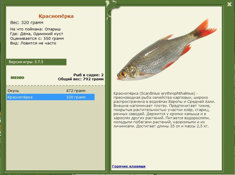 Одинокий куст 