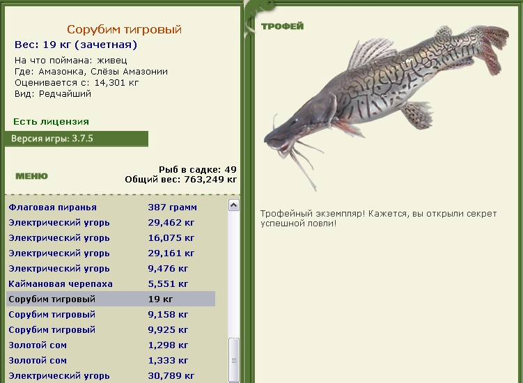 Сорубим тигровый 