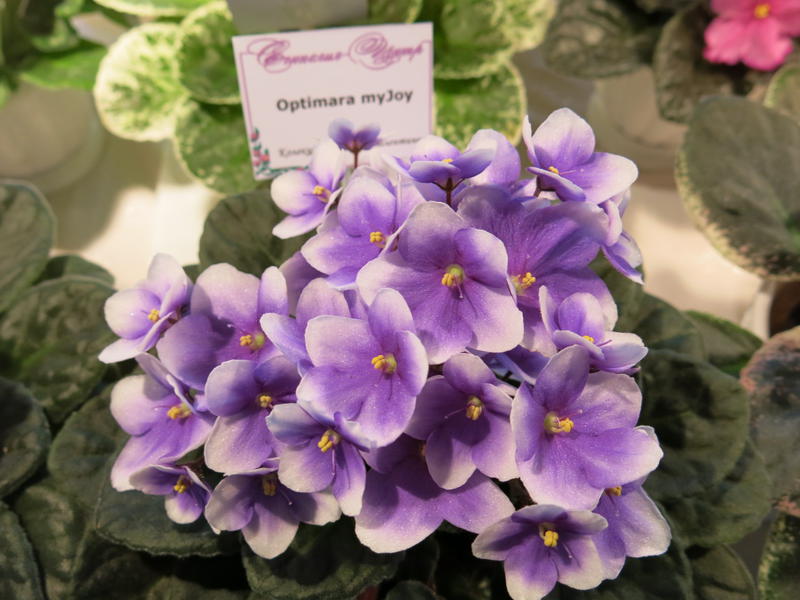 Фиалки Комнатные Сорта Фото И Названия