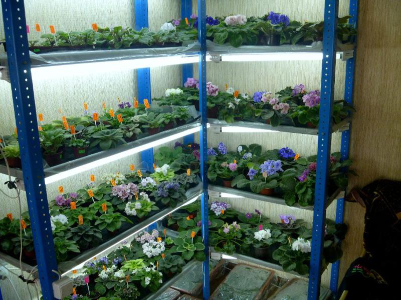 Фиалки В Воронеже Купить В Интернет Магазине