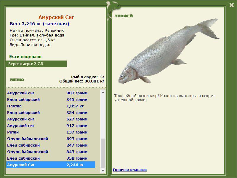 Амурский сиг 