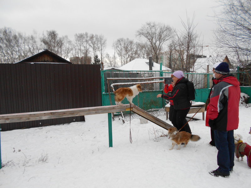  Клуб Служебного Собаководства [Екатеринбург]