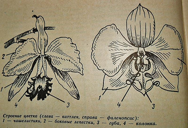 Схема строения орхидеи фаленопсис