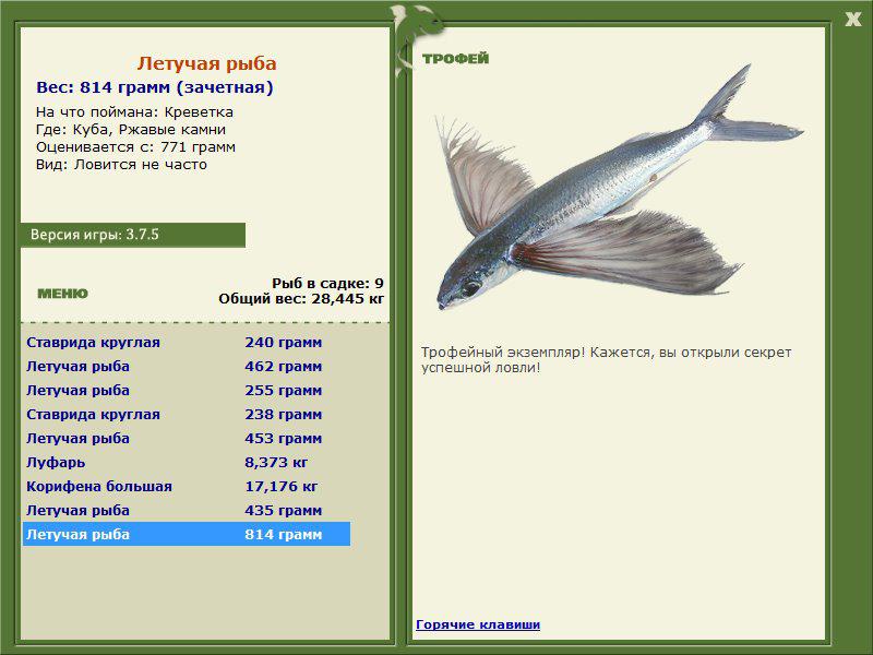 Летучая рыба 
