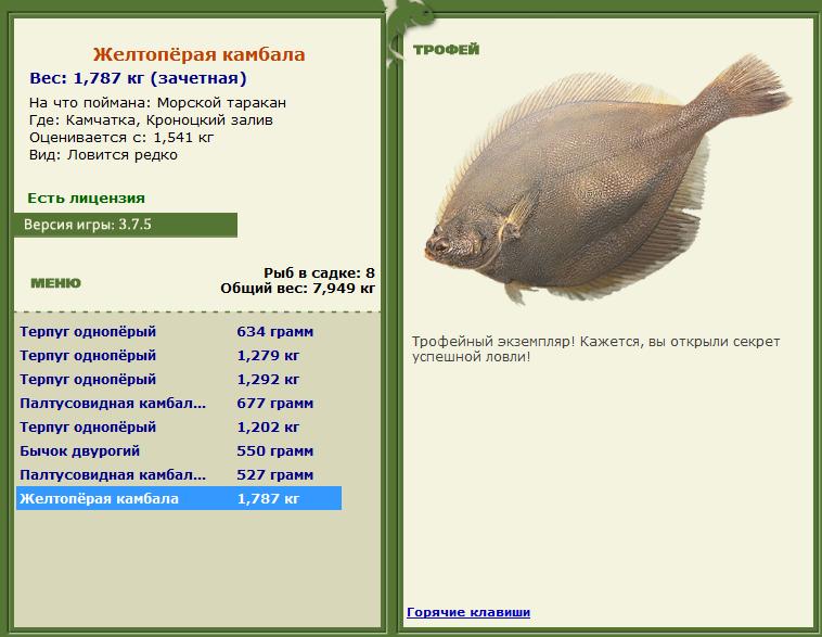 Желтопёрая камбала 