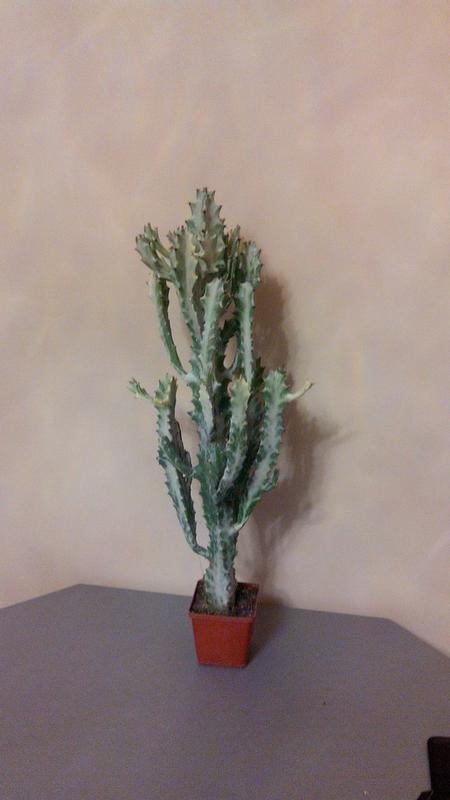 Коробейники 