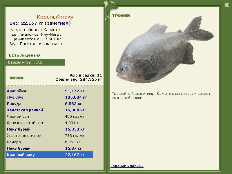 Красный паку 
