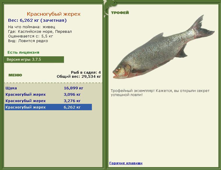 турниры • РУССКАЯ РЫБАЛКА