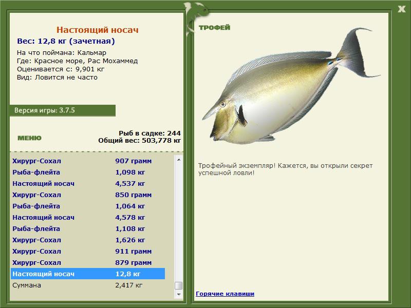 Настоящий носач 